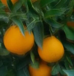 Alternative view of Perfume Oil - Original Sin, 10ml